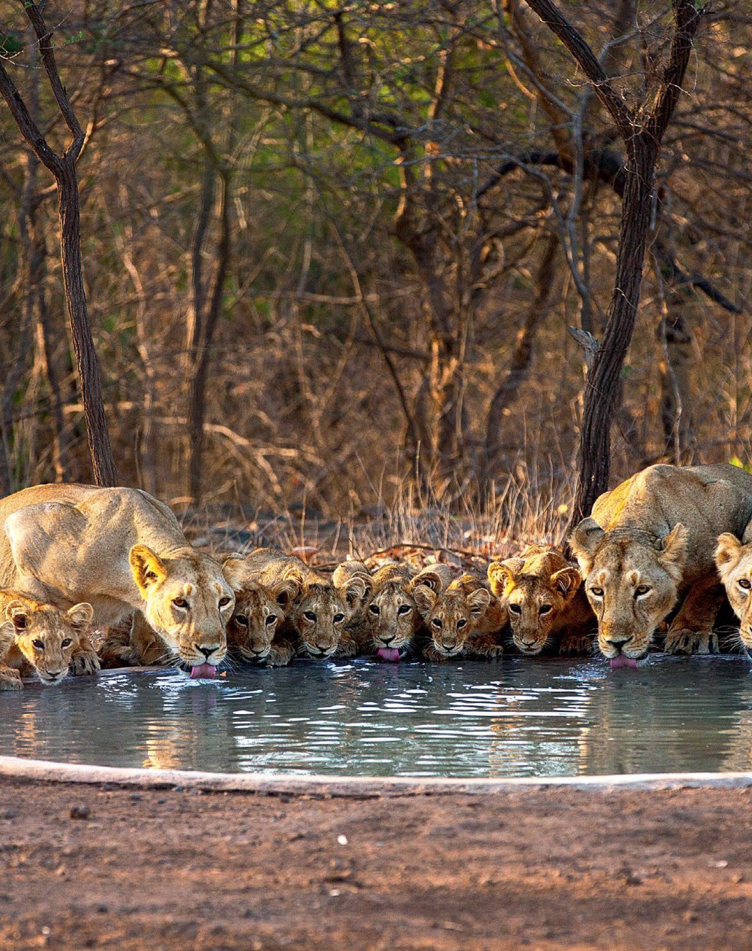 Barda Tribal, Gujarat